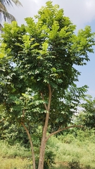 Spathodea campanulata