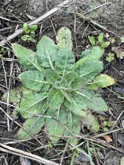 Silphium radula