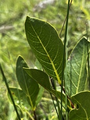 Vangueria venosa