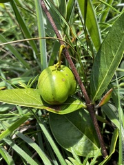 Vangueria venosa