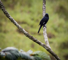 Knipolegus lophotes