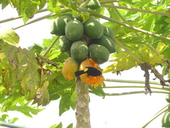 Ramphocelus flammigerus icteronotus