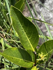Vangueria venosa