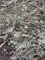 Loropetalum chinense