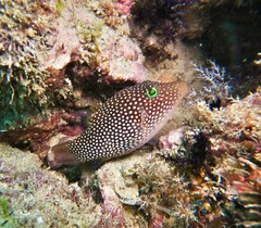 Canthigaster punctatissima
