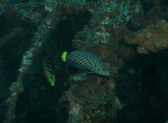 Anampses melanurus