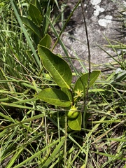 Vangueria venosa