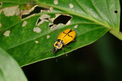 Chauliognathus spinipennis