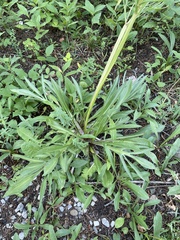 Valeriana edulis