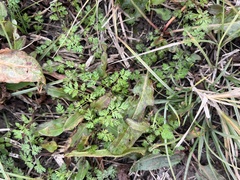 Chaerophyllum tainturieri