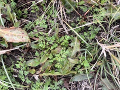 Chaerophyllum tainturieri