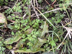 Chaerophyllum tainturieri
