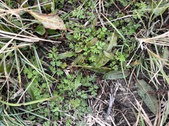 Chaerophyllum tainturieri