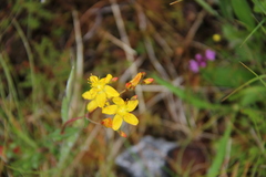 Hypericum pulchrum