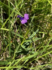 Polygala rehmannii