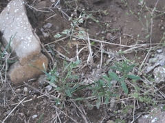 Buglossoides arvensis