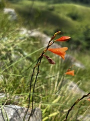 Tritonia disticha