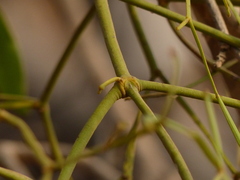 Viscum articulatum