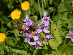 Hemaris fuciformis