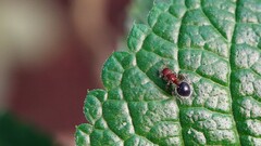 Meranoplus bicolor