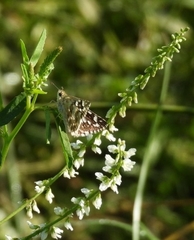 Pyrginae