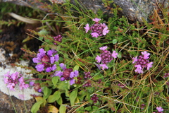 Thymus praecox britannicus