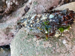 Athyonidium chilensis