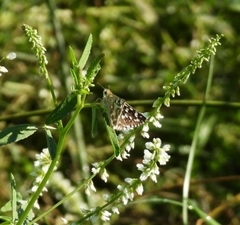 Pyrginae