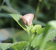 Euptychoides albofasciata
