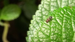 Meranoplus bicolor