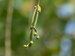 Viscum articulatum