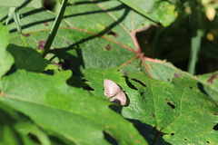 Euptychoides albofasciata