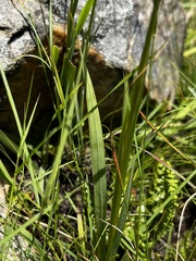 Tritonia disticha