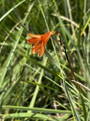 Tritonia disticha