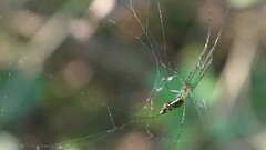 Leucauge decorata
