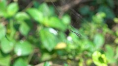 Leucauge decorata