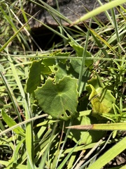 Senecio oxyriifolius