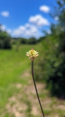 Pfaffia tuberosa
