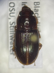 Harpalus gravis