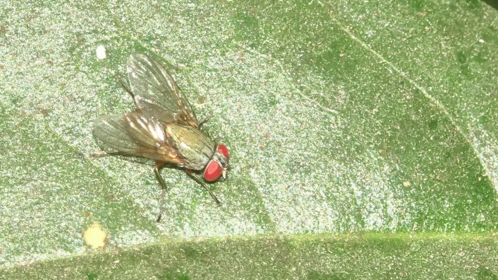 Myospila from Mahim Nature Park, Dharavi, Mumbai, Maharashtra 400017 ...