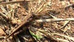 Trilophidia annulata