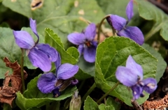 Viola odorata