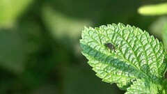 Evania appendigaster