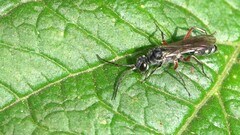 Liris subtessellatus