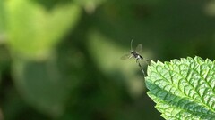 Evania appendigaster