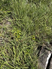 Senecio oxyriifolius