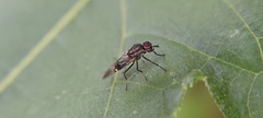 Euryneura