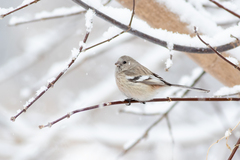 Carpodacus sibiricus