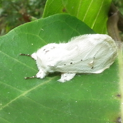 Naroma varipes