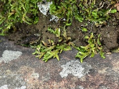 Selaginella mittenii